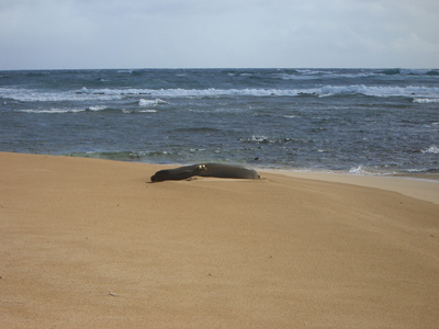 Seal on Maha'ulepu beach.