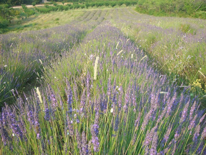 mas des deux puits lavender garden