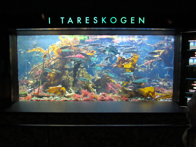 At the Bergen Aquarium
