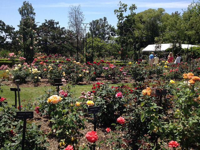 Huntington Library, Art Collection, and Botanical Gardens