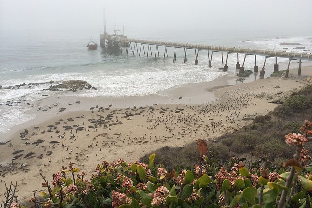 carpinteria seal sanctuary beach