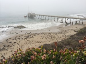 carpinteria seal sanctuary beach