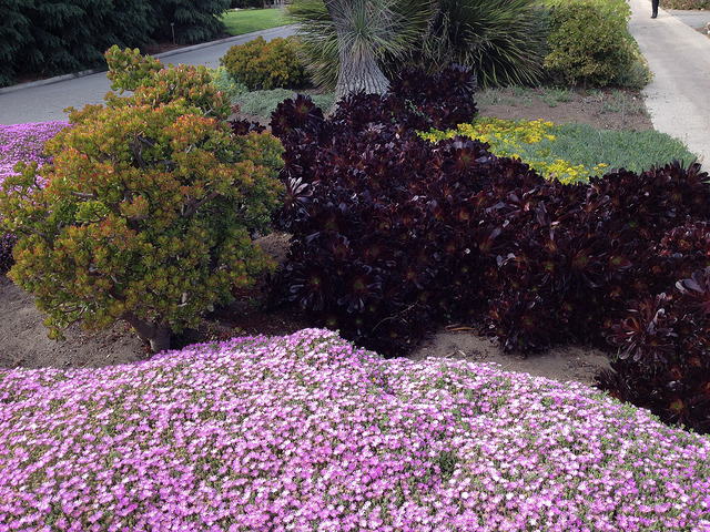 Huntington Library, Art Collection, and Botanical Gardens