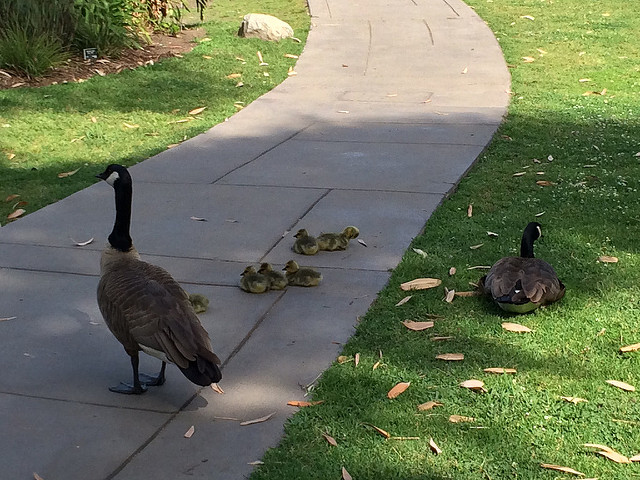Huntington Library, Art Collection, and Botanical Gardens