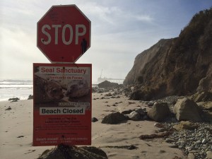 carpinteria seal sanctuary beach
